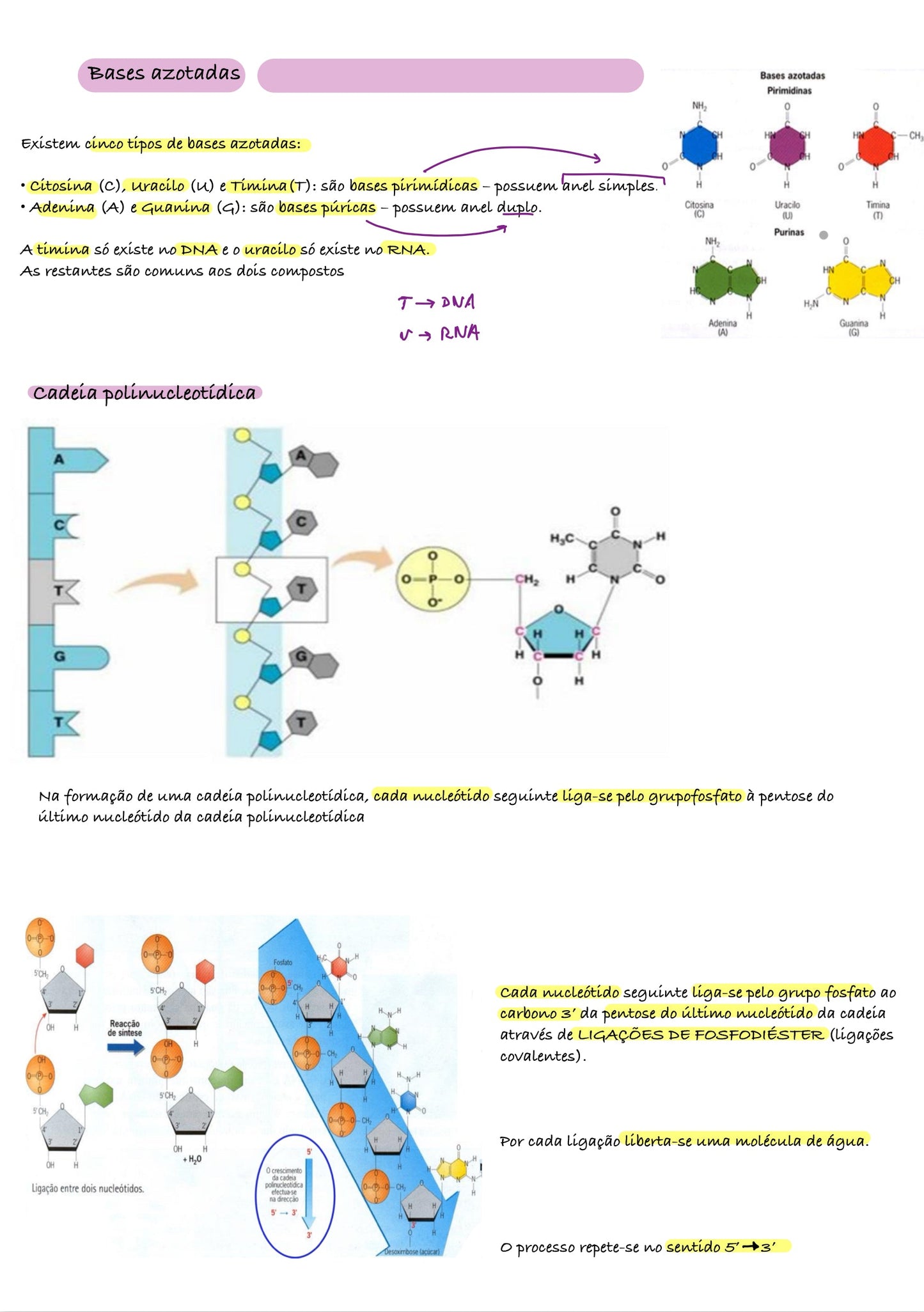 Resumo Biologia 11 ano