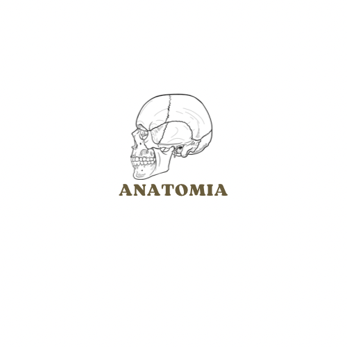 Resumo Anatomia
