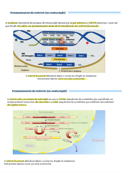 Resumo Biologia 11 ano