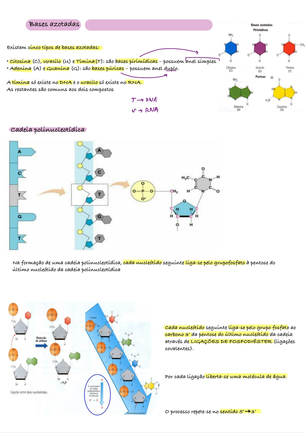 Resumo Biologia 11 ano