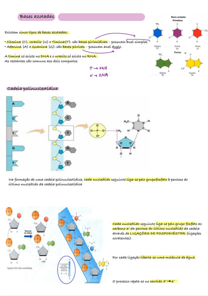 Resumo Biologia 11 ano