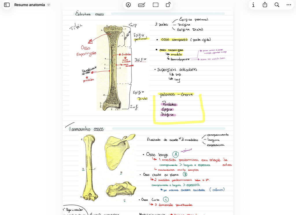 Resumos de Anatomia