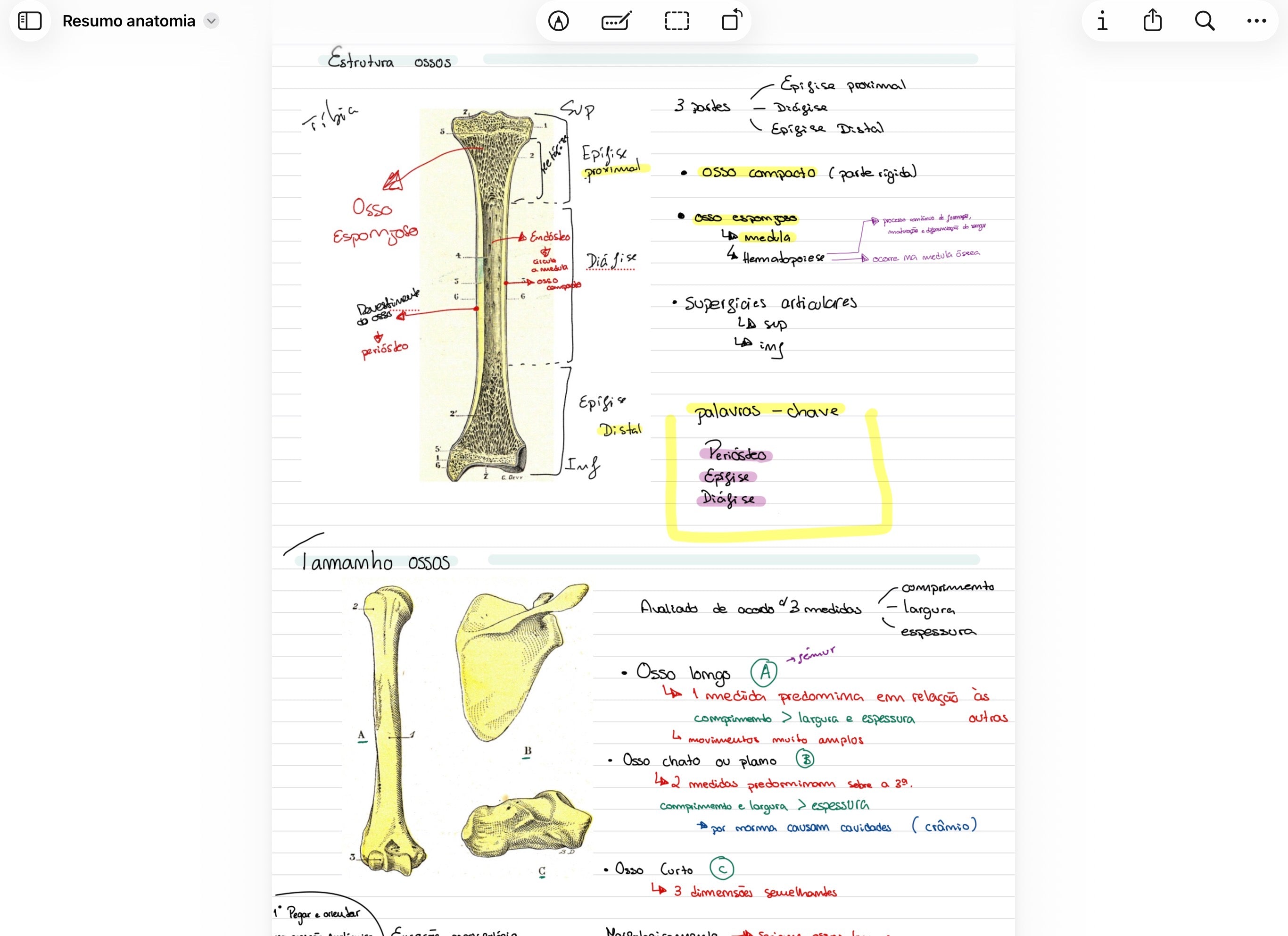 Resumos de Anatomia