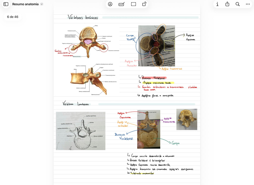 Resumos de Anatomia
