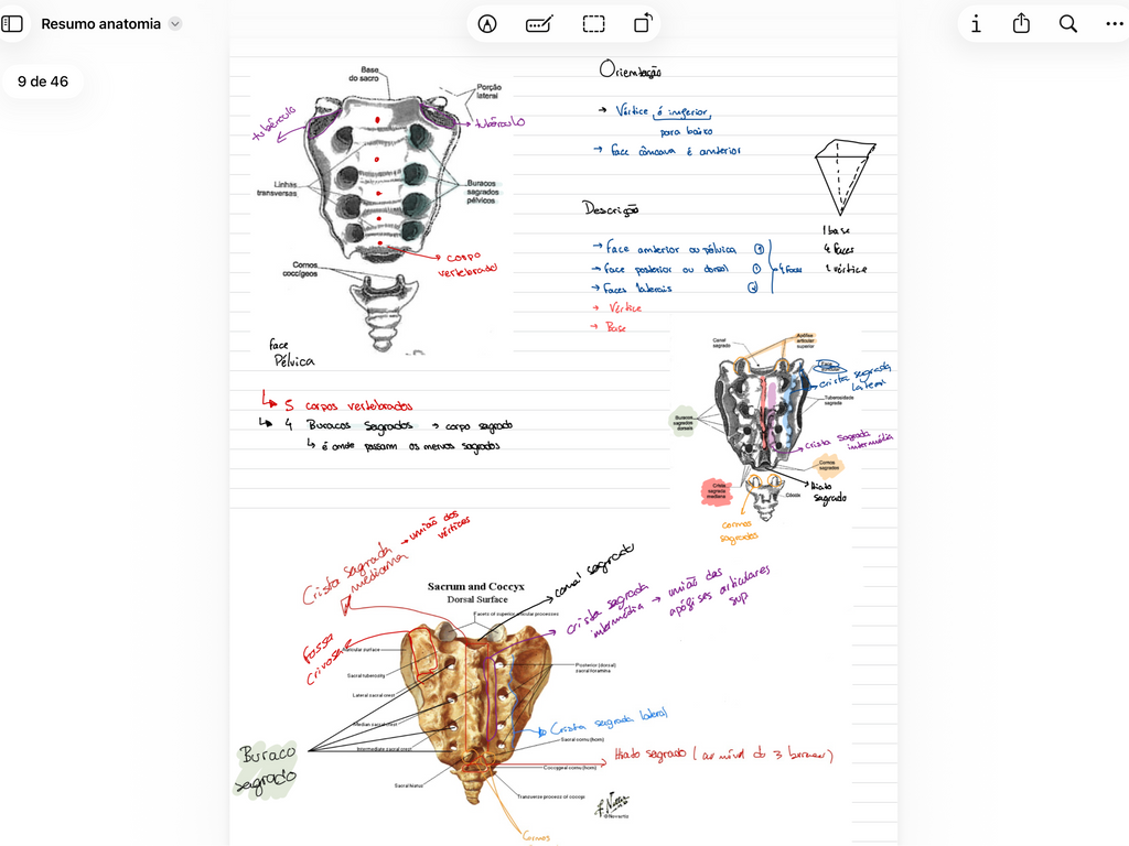 Resumos de Anatomia